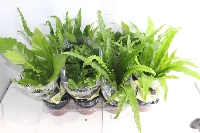 ASPLENIUM VARIADO P14