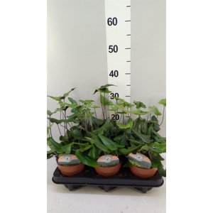 Hemionitis arifolia