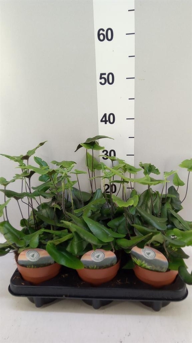 <h4>Hemionitis arifolia</h4>