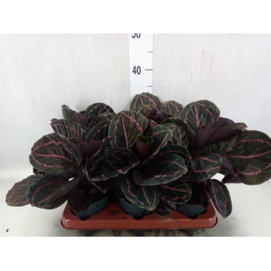 Calathea roseopicta 'Dottie'