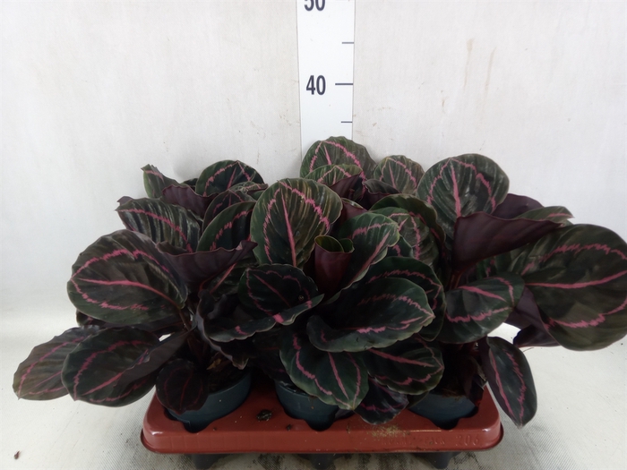 <h4>Calathea roseopicta 'Dottie'</h4>