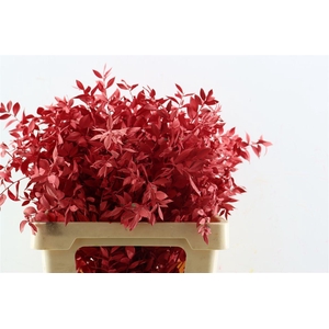 Pres Ruscus Red P Stem