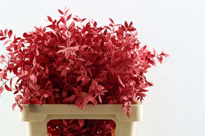 <h4>Pres Ruscus Red P Stem</h4>