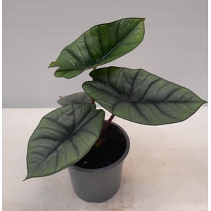 ALOCASIA X AMAZONICA p12