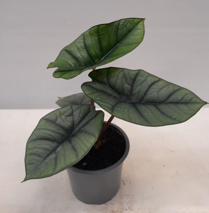 <h4>ALOCASIA X AMAZONICA p12</h4>