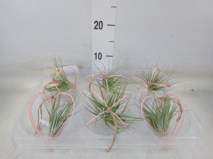 <h4>Tillandsia</h4>