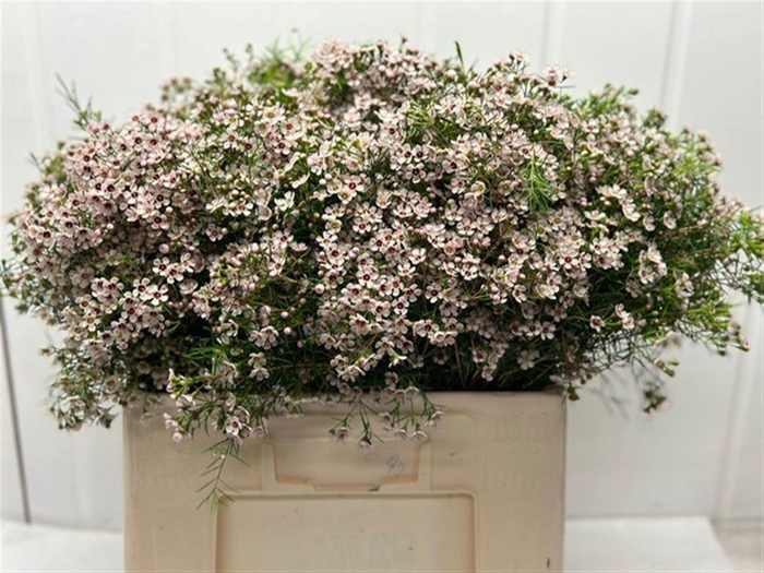 <h4>CHAME UN DORI</h4>