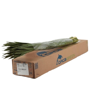 Typha Orca