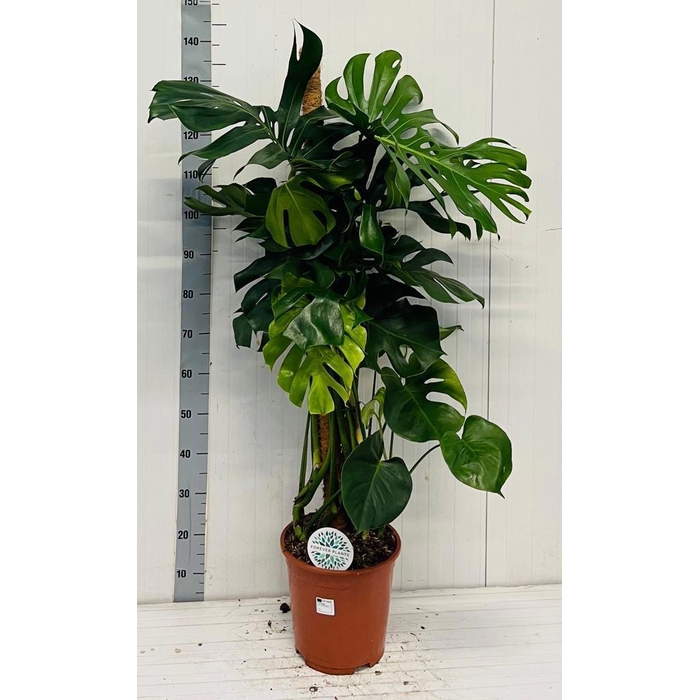 <h4>MONSTERA DELICIOSA</h4>