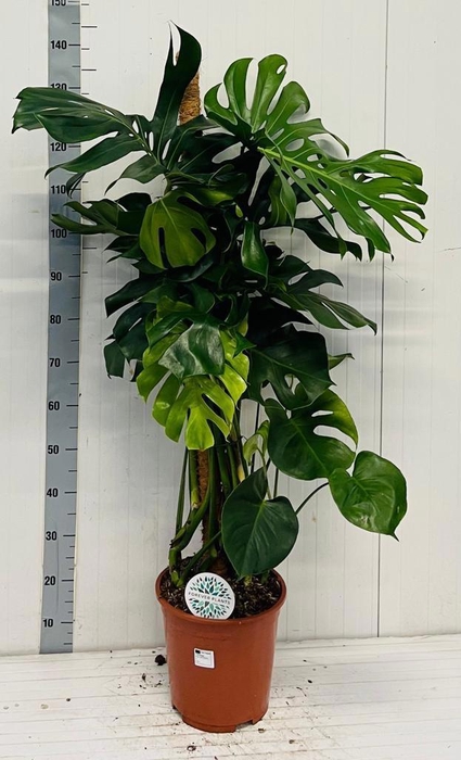MONSTERA DELICIOSA