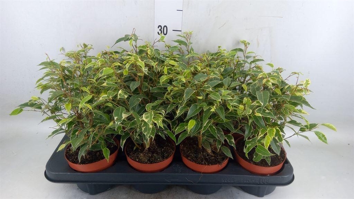 <h4>Ficus benja. 'Kinky'</h4>