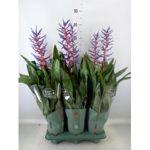 Aechmea  'Blue Rain'