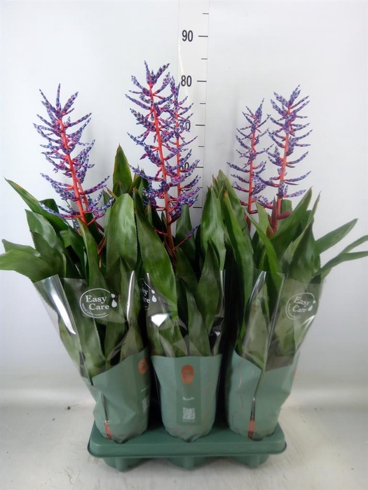 <h4>Aechmea  'Blue Rain'</h4>