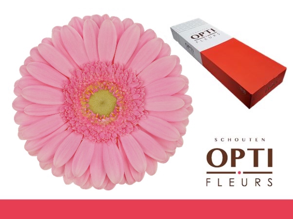 <h4>Gerbera Glossy Doos</h4>