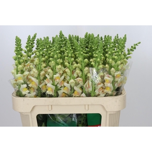 Antirrhinum majus 'Avignon Apricot'