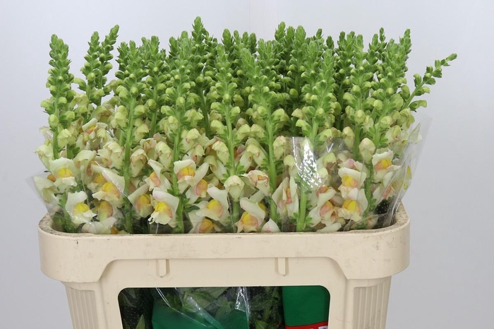 <h4>Antirrhinum majus 'Avignon Apricot'</h4>