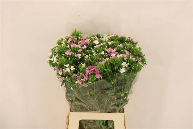 <h4>DI BARB AM ROSE</h4>