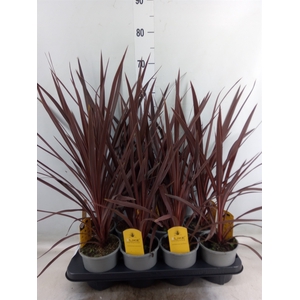 Cordyline austr. 'Red Star'