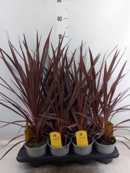 <h4>Cordyline austr. 'Red Star'</h4>