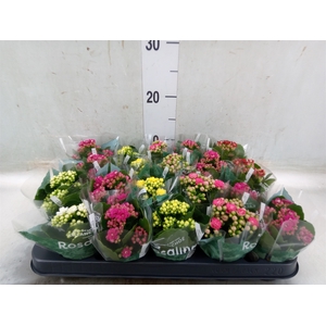 Kalanchoe blos. 'RosDon Collection'