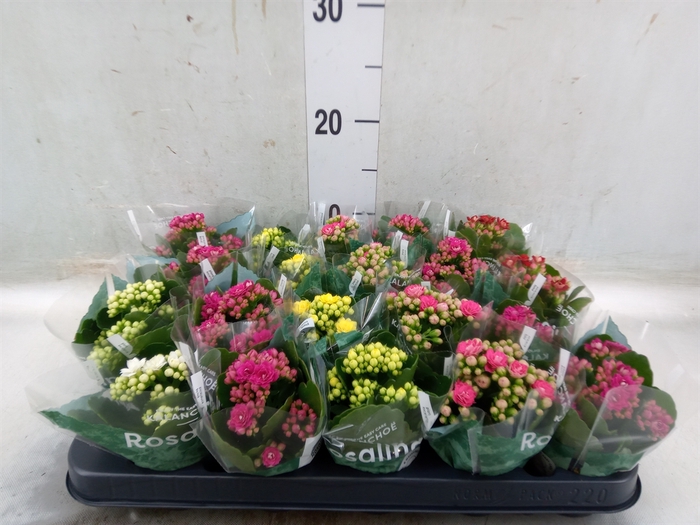 <h4>Kalanchoe blos. 'RosDon Collection'</h4>