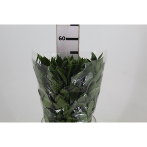 FOLHAGEM RUSCUS 050 CM