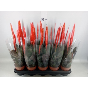 Vriesea 'Era'