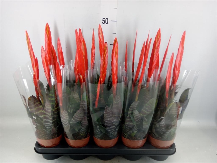 <h4>Vriesea  'Era'</h4>