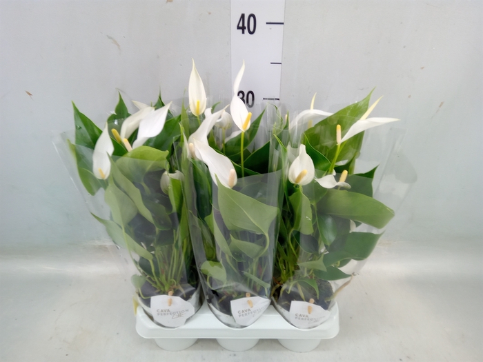 <h4>Anthurium  'Banderola Cava'</h4>