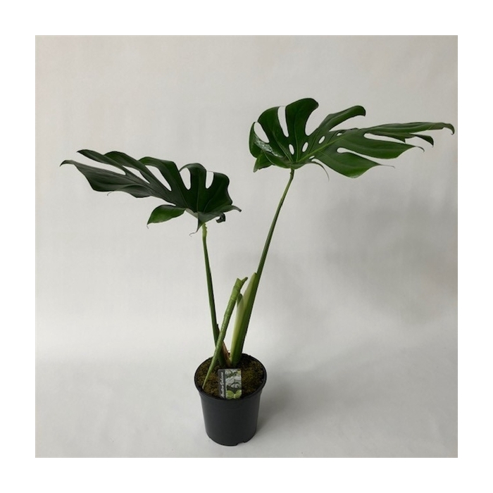<h4>XXL LEAF monstera p19</h4>