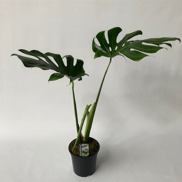 XXL LEAF monstera p19