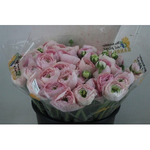 Ran Cloni Sup Favola