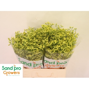 LIM SIN CHINA SUMMER