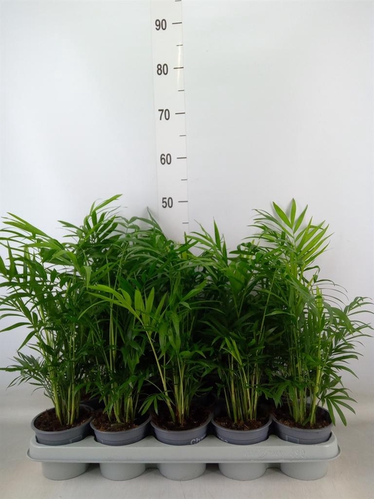 <h4>Chamaedorea elegans</h4>
