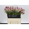 Paeonia Command Performance