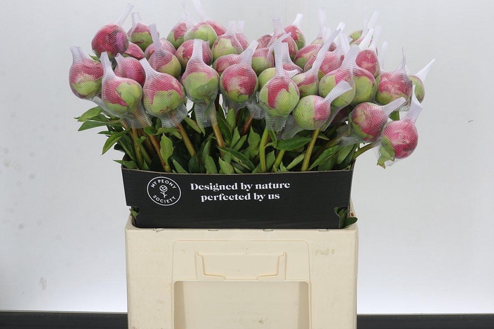 Paeonia Command Performance
