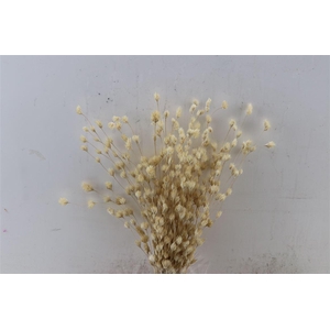 Dried Wheep. Bamboo Bleached Bunch