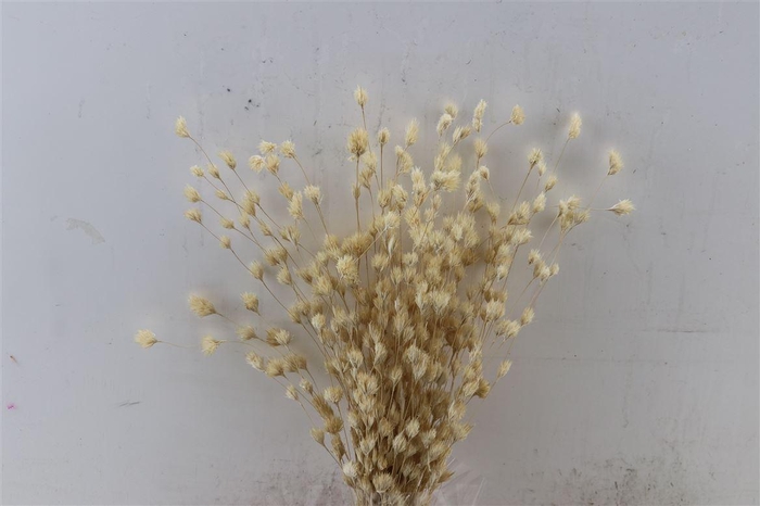 <h4>Dried Wheep. Bamboo Bleached Bunch</h4>