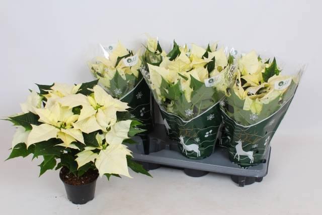 <h4>EUPHOR P ALASKA</h4>