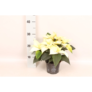 Poinsettia 13 cm Titan White