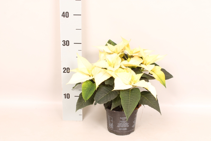 <h4>Poinsettia 13 cm Titan White</h4>