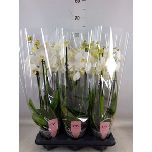 Phalaenopsis  'Ant Inverness'