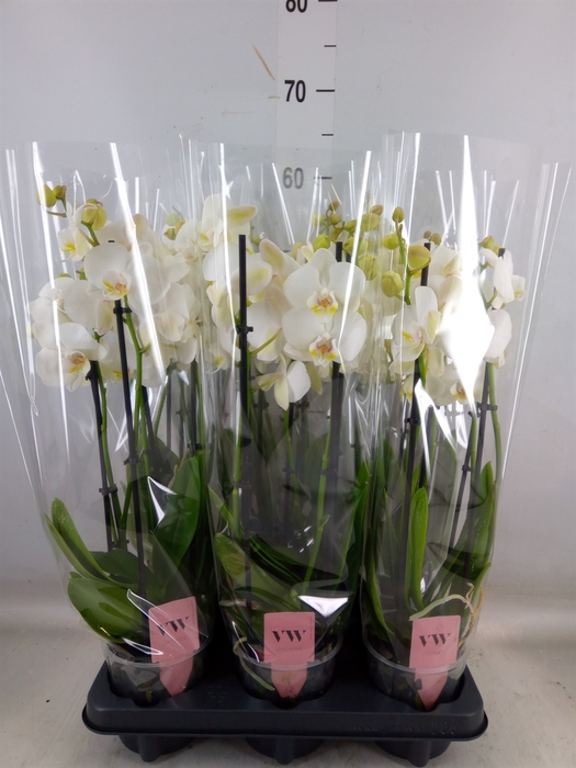 <h4>Phalaenopsis  'Ant Inverness'</h4>