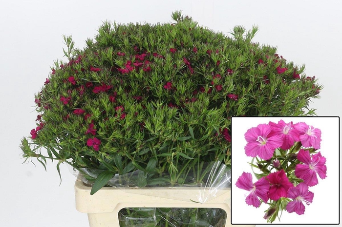 <h4>DI BARB AM NEON CHER</h4>