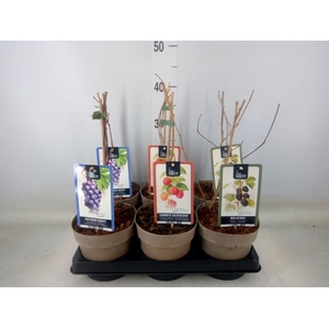 Fruitplanten   ...fruitheesters