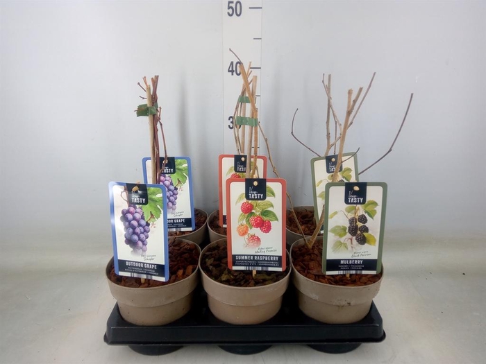 <h4>Fruitplanten   ...fruitheesters</h4>