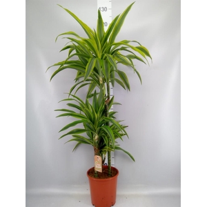 Dracaena fr de 'LemonLime'
