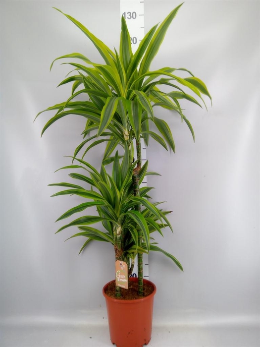 <h4>Dracaena fr de 'LemonLime'</h4>
