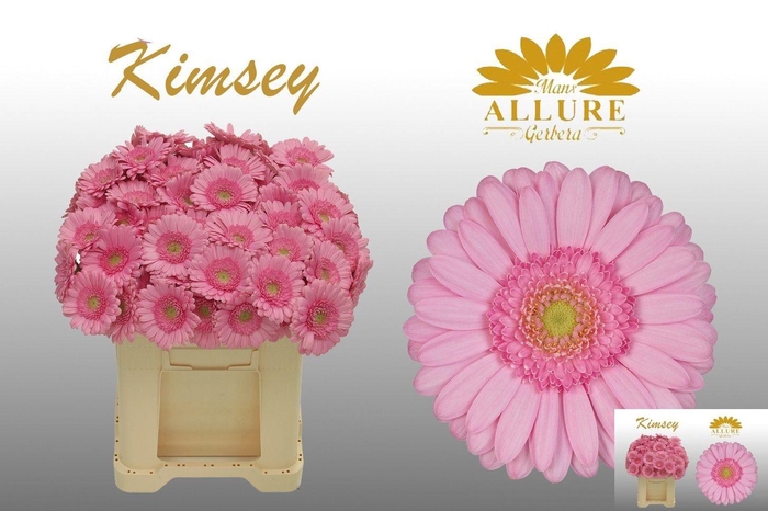 <h4>GE MI KIMSEY</h4>