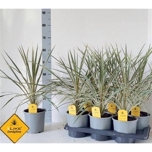 CORD AUS VARIEGAT
